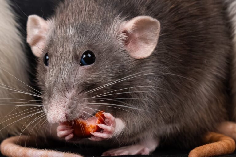 Close-up of a Gray Rat Eating